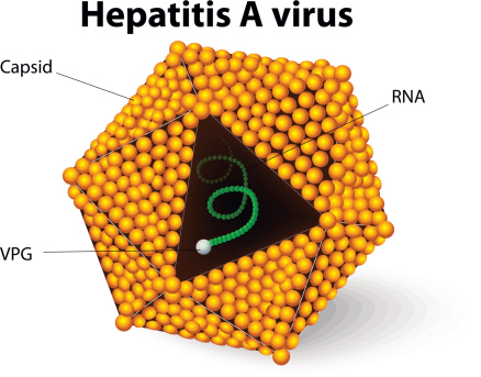 Меры профилактики вирусного гепатита А. Рекомендации для населения 