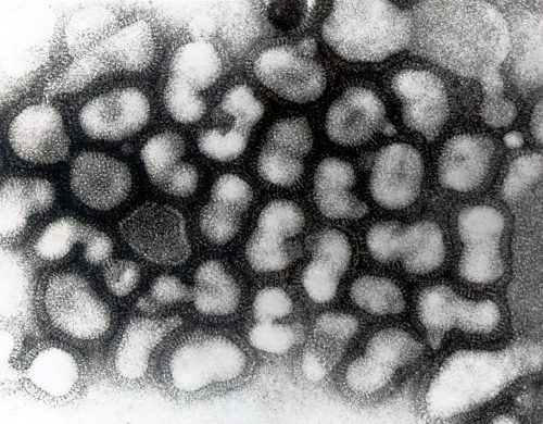 О мерах профилактики заражения вирусом гриппа птиц